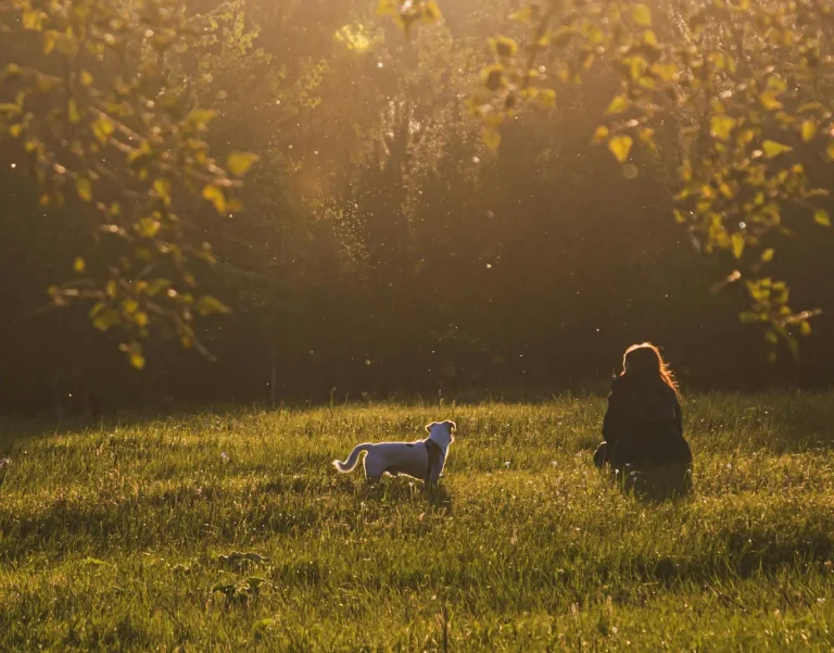 Silhouette of a woman with her dog in a grassy field at sunset, surrounded by trees and golden light